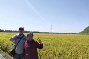 稻田边钓鱼技巧教学？如何提高钓获率？