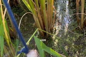 稻田钓鱼技巧有哪些？如何提高钓获率？