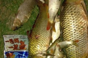 河里夜间钓鱼技巧有哪些？如何提高夜间钓鱼的成功率？