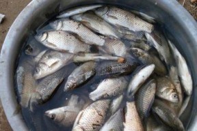 冬天蚯蚓野钓鲤鱼技巧与方法（寒冷冬天如何利用蚯蚓进行野钓鲤鱼）