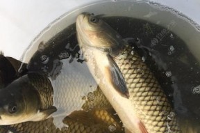 草鱼钓鱼技巧教程？如何提高钓获率？