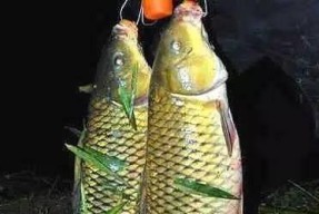 春夜钓鲤鱼技巧教学？如何提高夜间钓鱼的成功率？