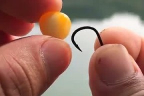 冰冻玉米粒钓鱼的方法和技巧（冰冻玉米粒钓鱼攻略）