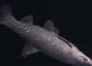 浮水钓青鱼的技巧教程？如何提高钓获率？