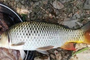 夏季垂钓鲤鱼的技巧（有效技巧助您在夏季成功垂钓鲤鱼）
