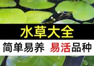 浮萍水草钓鲈鱼技巧有哪些？如何有效提高钓鲈鱼的成功率？