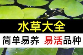 浮萍水草钓鲈鱼技巧有哪些？如何有效提高钓鲈鱼的成功率？