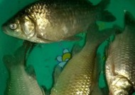 肥水塘夜钓鲫鱼技巧和方法有哪些？如何提高夜钓鲫鱼的成功率？