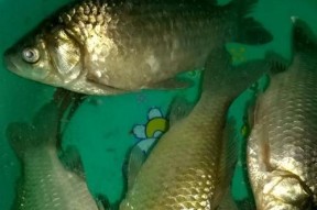 肥水塘夜钓鲫鱼技巧和方法有哪些？如何提高夜钓鲫鱼的成功率？
