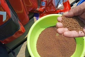 飞铅离底钓鱼技巧是什么？如何有效运用提高钓获率？