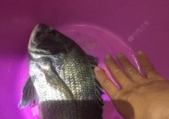 沉底钓海石斑鱼的技巧与方法是什么？如何提高钓获率？