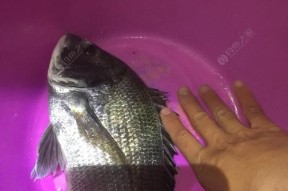 沉底钓海石斑鱼的技巧与方法是什么？如何提高钓获率？