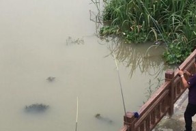 黄师傅钓鱼技巧大揭秘（打造钓鱼秘籍）