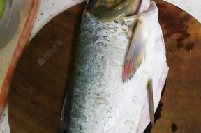 浮竿钓鲢鱼技巧和方法有哪些？如何提高钓鲢鱼的成功率？