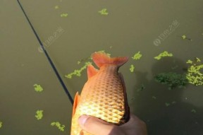 水库野钓鲤鱼鲫鱼的技巧（掌握钓鲤鱼鲫鱼的技巧）