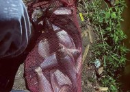 方山大桥野钓鲢鳙技巧有哪些？如何提高钓鲢鳙的成功率？