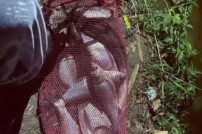方山大桥野钓鲢鳙技巧有哪些？如何提高钓鲢鳙的成功率？