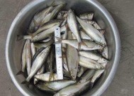 如何钓浮水白条？掌握这些技巧轻松上钩！