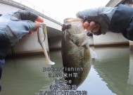 珠港澳桥墩钓鱼技巧（享受桥墩钓鱼的乐趣）