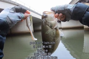 珠港澳桥墩钓鱼技巧（享受桥墩钓鱼的乐趣）