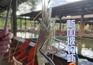 浮漂钓虾的方法和技巧是什么？如何提高钓虾的成功率？