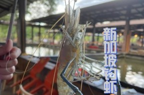 浮漂钓虾的方法和技巧是什么？如何提高钓虾的成功率？