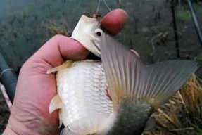 立春野钓鲫鱼技巧（享受春日野钓乐趣）