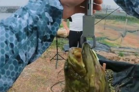 沉底钓海石斑鱼的技巧是什么？如何提高钓获率？