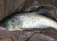 浮钓鲢鳙技巧夜钓怎么掌握？有哪些常见问题及解决方法？