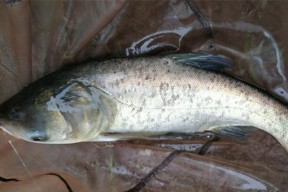 浮钓鲢鳙技巧夜钓怎么掌握？有哪些常见问题及解决方法？