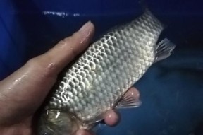 伏天夜钓鲫鱼有哪些技巧？如何提高钓鲫鱼的效率？
