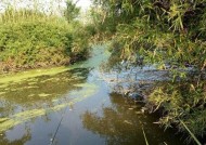 浮萍水面钓鱼技巧有哪些？如何提高浮萍水面钓鱼的成功率？