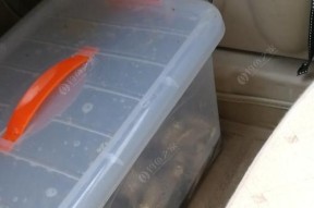 沙坑冰钓鲫鱼技巧（掌握冰钓鲫鱼的窍门）