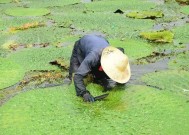 浮萍塘钓法技巧有哪些？如何提高浮萍塘钓鱼的成功率？