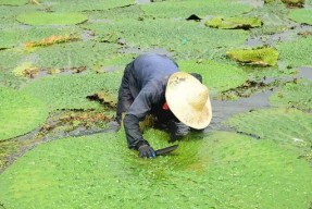 浮萍塘钓法技巧有哪些？如何提高浮萍塘钓鱼的成功率？