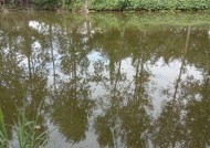 中秋湖泊野钓鲫鱼的技巧（掌握正确技巧）