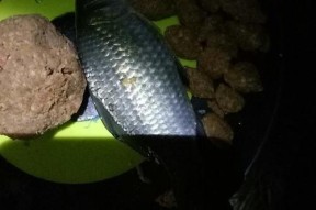 夜钓钓鱼的技巧与方法（如何在夜晚钓鱼）