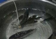 夜钓大青鱼的技巧教学（水库夜钓大青鱼的必备技巧与经验分享）