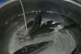 夜钓大青鱼的技巧教学（水库夜钓大青鱼的必备技巧与经验分享）
