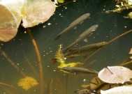 池塘水草钓鱼技巧是什么？如何利用水草提高钓鱼成功率？