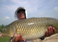 夏日钓草鱼浮钓技巧教程（掌握浮钓技巧）