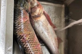 肥水混养塘钓鱼时如何选择合适的饵料？用饵技巧有哪些？