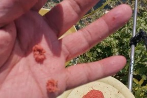水中精灵钓鱼技巧教学（掌握钓鱼技巧）
