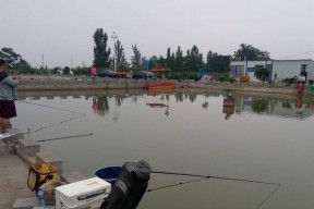 黑坑钓浮鲤鱼正确方法与技巧教程？如何提高钓浮鲤鱼的效率？