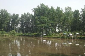雨天黑坑钓鱼技巧与方法（钓鱼技巧分享）