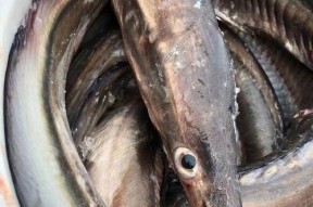 野钓鳗鱼技巧教程（掌握钓鳗鱼的关键技巧）