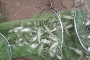 垂钓戈雅鱼的技巧与经验（掌握关键技巧，提高戈雅鱼垂钓成功率）