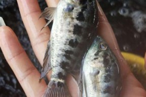 浮水钓淡水石斑鱼技巧有哪些？如何提高钓获率？