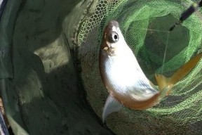 猪油渣钓鱼技巧（掌握猪油渣钓鱼的关键）