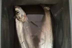 垂钓技巧钓翘嘴鱼怎么调漂？调漂的正确步骤是什么？